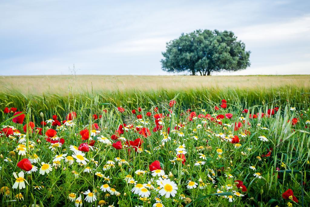 Agro-Turismo Do Roxo Konuk evi Ervidel Dış mekan fotoğraf